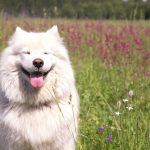 organic cbd oil for dogs