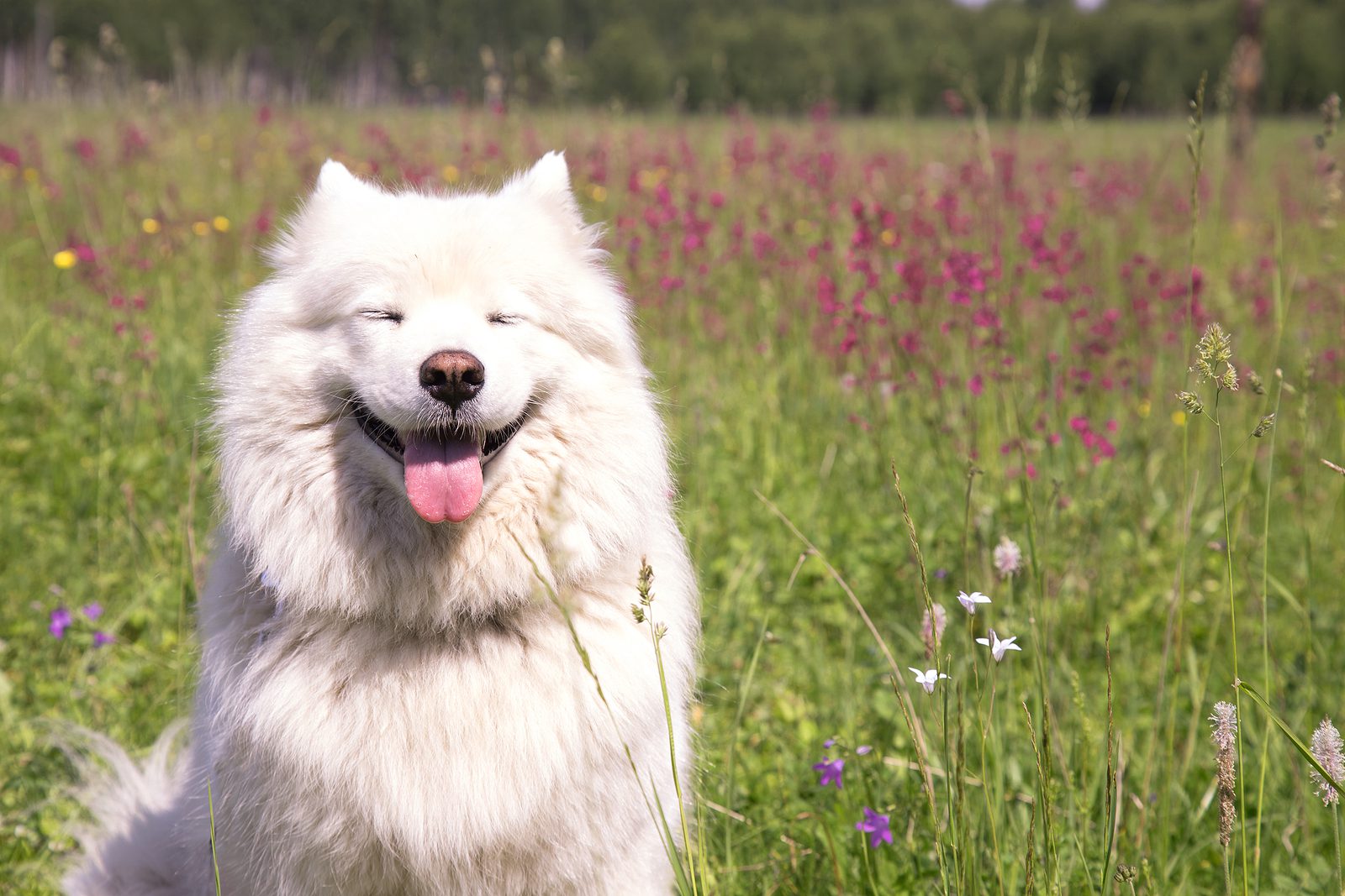 organic cbd oil for dogs